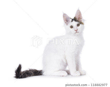 Harlequin Maine Coon on white background 118882977
