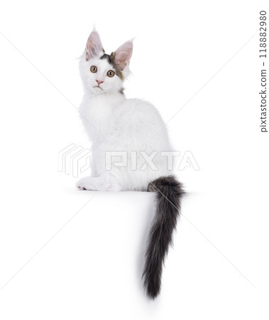 Harlequin Maine Coon on white background Harlequin Maine Coon on white background 118882980