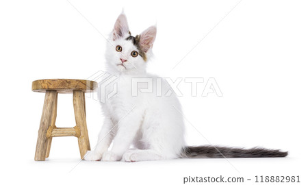 Harlequin Maine Coon on white background Harlequin Maine Coon on white background 118882981