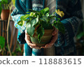 A person holding a small potted plant with green leaves in hands, close up view. Generative AI 118883615