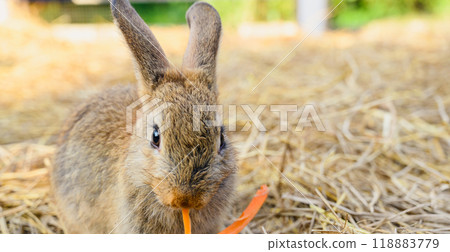 Cute rabbit bunny domestic pet eating carrot on hay. Rabbit farm. Cute rabbit bunny domestic pet eating carrot on hay. Rabbit farm. 118883779