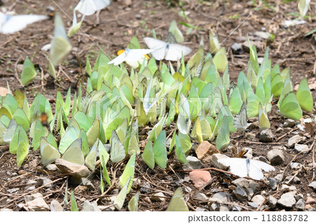 Group of Catopsilia pomona, the common emigrant or lemon emigrant in Thailand. Green butterfly. 118883782