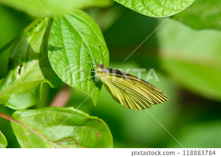 Beautiful butterfly  to green leaf in in Ban Krang Camp, Kaeng Krachan National Park in Thailand. 118883784