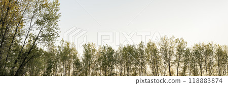 dawn over riparian forest and levee in the valley of the Missouri river at Dalton Bottoms 118883874