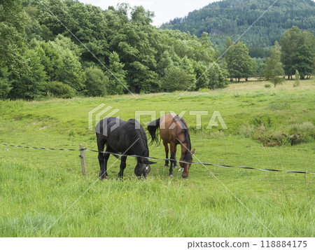 Two horses, ginger brown and black, grazing on summer meadow with leafy trees and deciduous forest background, idyllic lush landscape, copy space 118884175