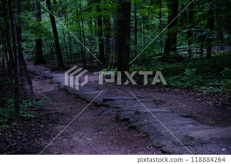 Forest Path park with trees two 118884264
