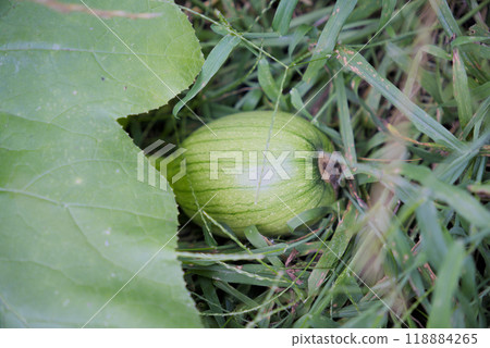 immature green pumpkin in the grass 118884265