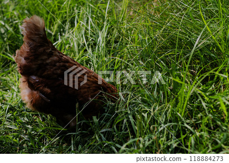 Chicken pecking at ground in long grass Chicken pecking at ground in long grass 118884273