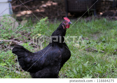 Black chicken raising head on grass Black chicken raising head on grass 118884275