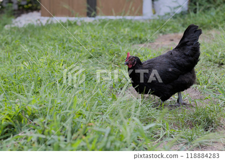 Black backyard chicken on grass Black backyard chicken on grass 118884283