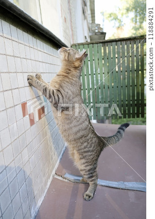 Striped cat on balcony, sitting on windowsill by window. cute cat is relaxing on terrace or in yard 118884291