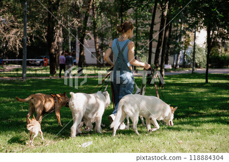 young woman dog sitter walks with dogs on lawn in park. concept of friendship, pet, recreation. young woman dog sitter walks with dogs on lawn in park. concept of friendship, pet, recreation. 118884304