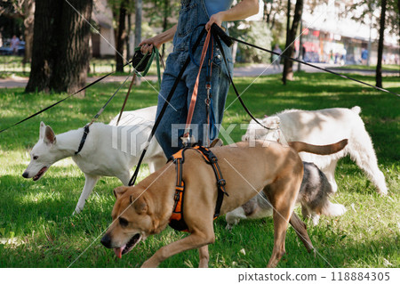 young woman dog sitter walks with dogs on lawn in park. concept of friendship, pet, recreation.  118884305