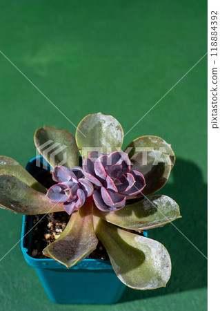 Flower Echeveria Pearl of Nurnberg. Succulent purple plant leaves. 118884392