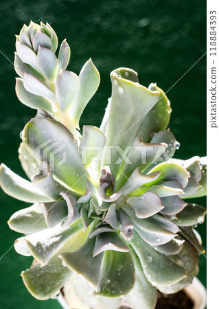 Echeveria blue swan flower. Succulent plant. Flower bud 118884393
