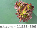 Flower Aeonium Schwarzkopf succulent. Leaves plant. 118884396