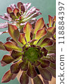 Flower Aeonium Schwarzkopf succulent. Leaves plant. 118884397