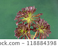 Flower Aeonium Schwarzkopf succulent. Leaves plant. 118884398