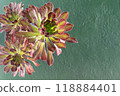 Flower Aeonium Schwarzkopf succulent. Leaves plant. 118884401