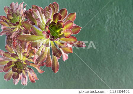 Flower Aeonium Schwarzkopf succulent. Leaves plant. Flower Aeonium Schwarzkopf succulent. Leaves plant. 118884401