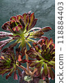 Flower Aeonium Schwarzkopf succulent. Leaves plant. 118884403