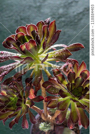 Flower Aeonium Schwarzkopf succulent. Leaves plant. Flower Aeonium Schwarzkopf succulent. Leaves plant. 118884403