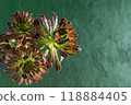 Flower Aeonium Schwarzkopf succulent. Leaves plant. 118884405