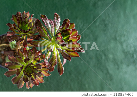 Flower Aeonium Schwarzkopf succulent. Leaves plant. Flower Aeonium Schwarzkopf succulent. Leaves plant. 118884405