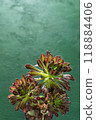 Flower Aeonium Schwarzkopf succulent. Leaves plant. 118884406