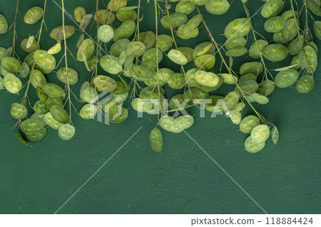 Green leafy background. Lunaria leaves. Dried flower plant. 118884424