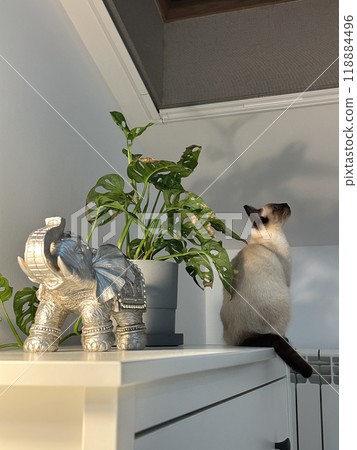 Cute kitten siamese cat at home. Pet concept 118884496