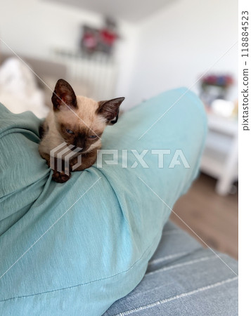 Cute kitten siamese cat at home. Pet concept Cute kitten siamese cat at home. Pet concept 118884523