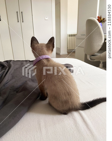 Cute kitten siamese cat at home. Pet concept Cute kitten siamese cat at home. Pet concept 118884530