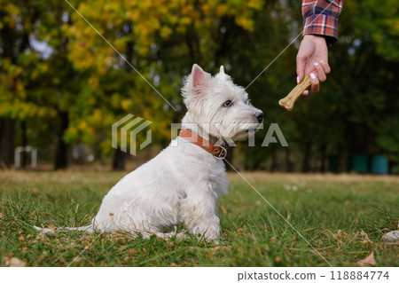 White Dog west highland white terrier Waiting for a Treat in the Park White Dog west highland white terrier Waiting for a Treat in the Park 118884774