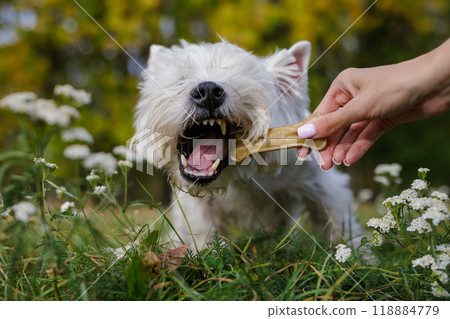 hungry white dog eat bone close up from owner's hands, concept food healthy dog food hungry white dog eat bone close up from owner's hands, concept food healthy dog food 118884779