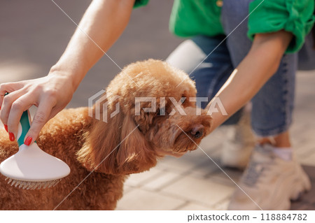 woman brushing brown maltipoo dog's fur with special brush outdoors, dog grooming concept woman brushing brown maltipoo dog's fur with special brush outdoors, dog grooming concept 118884782