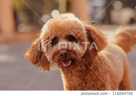 brown maltipoo dog in autumn park, funny dog 118884788