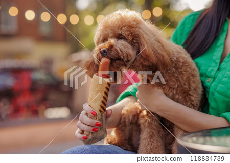 brown dog sniffs hot dog sausage and closes eyes with pleasure, close-up, harmful food for dogs brown dog sniffs hot dog sausage and closes eyes with pleasure, close-up, harmful food for dogs 118884789