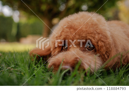 sad maltipoo dog lying on grass in park, funny brown dog portrait, sad dog 118884793