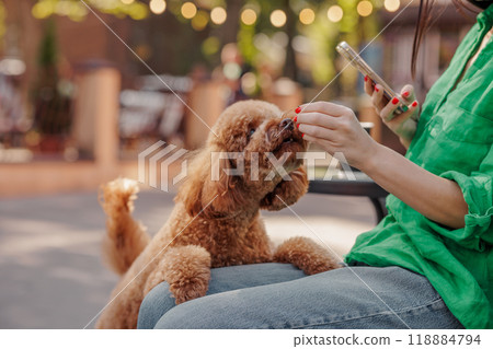 girl giving treat to her maltipoo dog in park, happy brown miniature poodle dog, dog training girl giving treat to her maltipoo dog in park, happy brown miniature poodle dog, dog training 118884794
