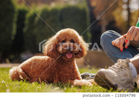 portrait of a happy maltipoo dog 118884796