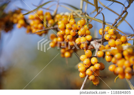 A close-up of a sea buckthorn branch laden with bright yellow berries, berries with vitamins A close-up of a sea buckthorn branch laden with bright yellow berries, berries with vitamins 118884805