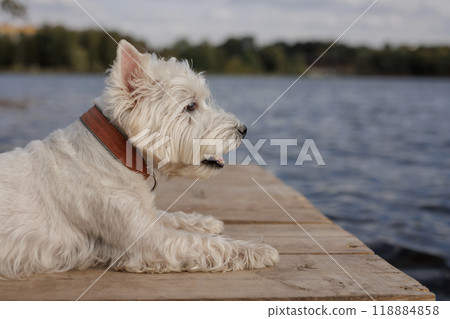 A West Highland White Terrier lies on a wooden dock near a lake, waiting for its owner A West Highland White Terrier lies on a wooden dock near a lake, waiting for its owner 118884858