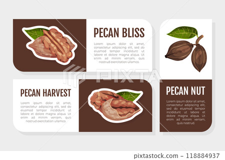 Pecan Nut Label Design with Kernel and Shell Vector Template 118884937
