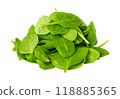 green leaves of spinach 118885365