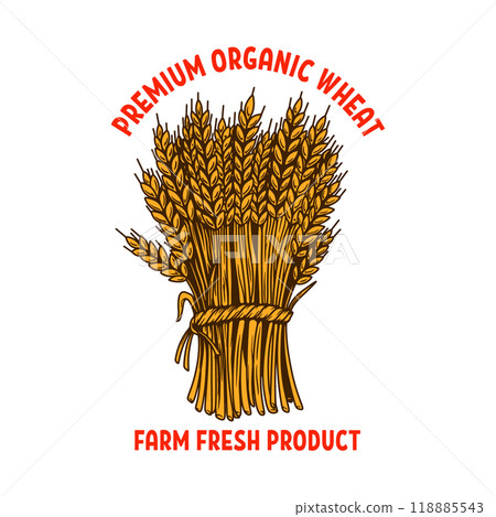 Premium organic wheat. Illustration of sheaf of wheat in engraving style. Design element for emblem, sign, poster, package design. Vector illustration Premium organic wheat. Illustration of sheaf of wheat in engraving style. Design element for emblem, sign, poster, package design. Vector illustration 118885543