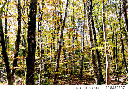 Autumn landscape of the Fageda den Jorda Nature Reserve (Jorda Beech Forest) in La Garrotxa, Girona 118886237