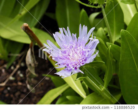 Stokesia Stokesia 118886520