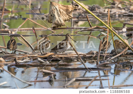 A flock of snipes in a lotus field 118886588