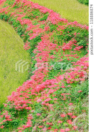 A cluster amaryllis that blooms in rice terraces 118886874